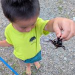 カブト虫
