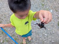 カブト虫