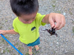カブト虫